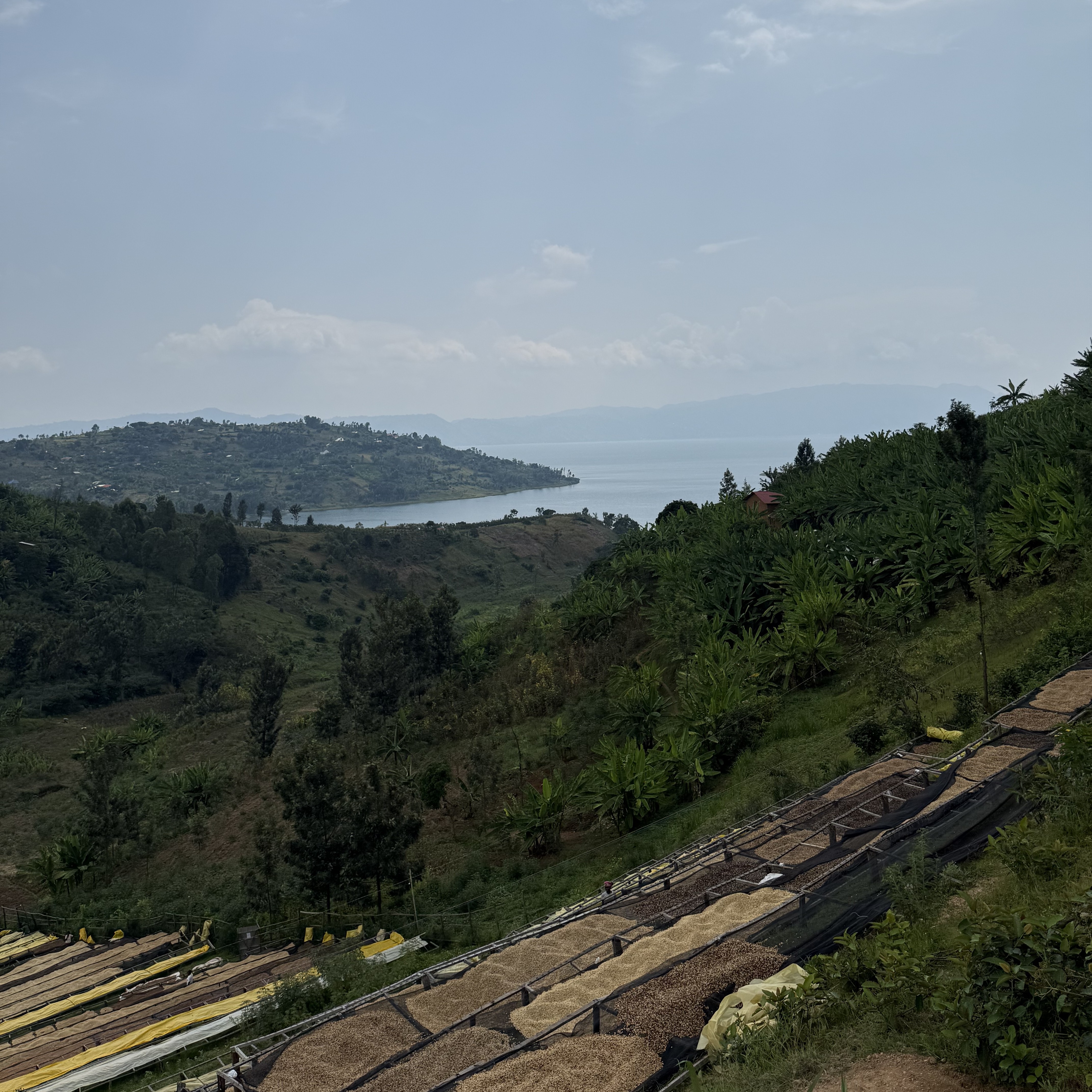 Rwanda Gisheke Natural(24/25年クロップ) | ORIGIN COUNTRIES for